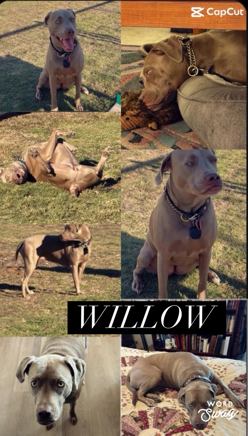 An adult medium-sized female Apricot / Beige Weimaraner dog named Willow for adoption in canyon lake, TX