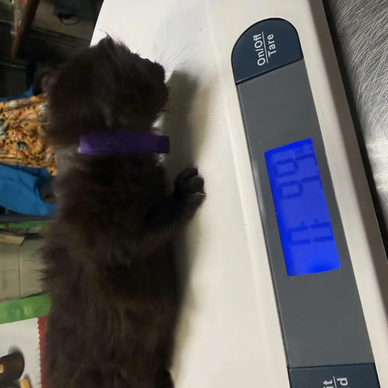 A baby small-sized male Black Domestic Short Hair cat named Pine for adoption in Columbus, NC