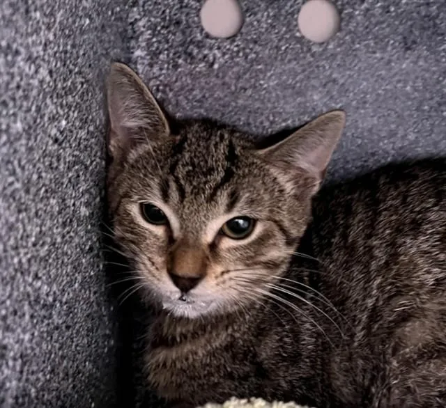 A baby small-sized female Domestic Short Hair cat named Gypsum for adoption in Naples, FL