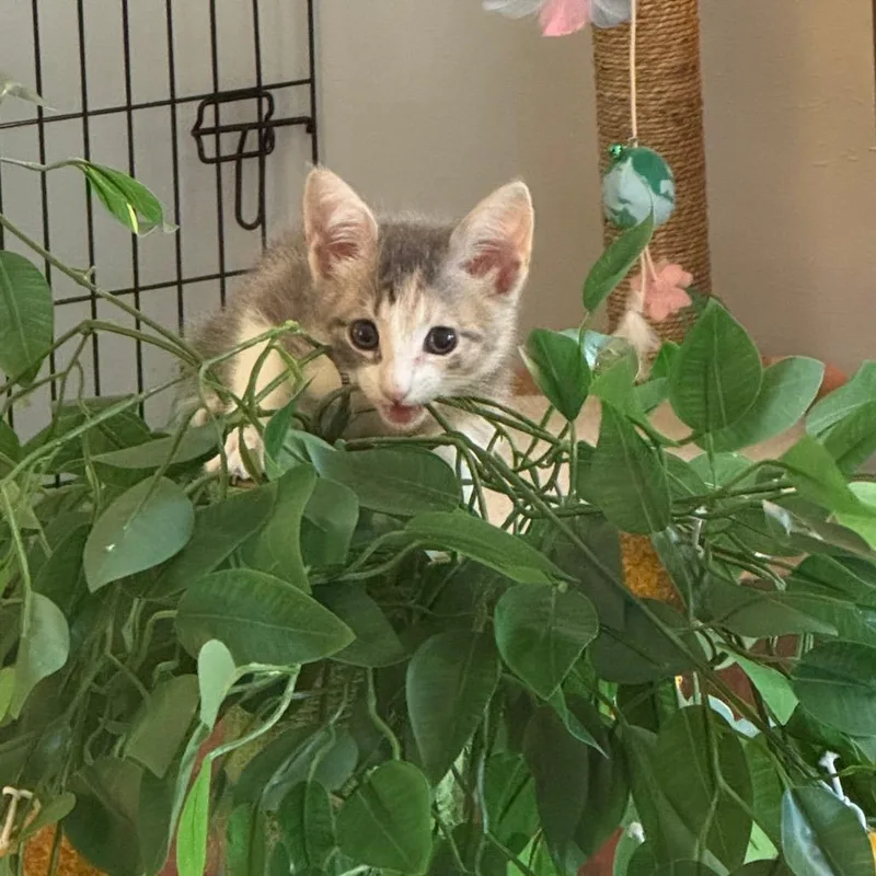 A baby small-sized female Calico Domestic Short Hair cat named Kiwi for adoption in Oakton, VA