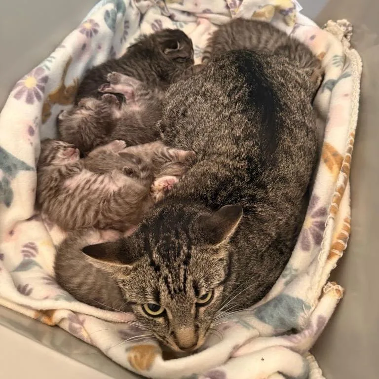A baby small-sized male Gray / Blue / Silver Domestic Short Hair cat named Drizzle for adoption in Waco, TX