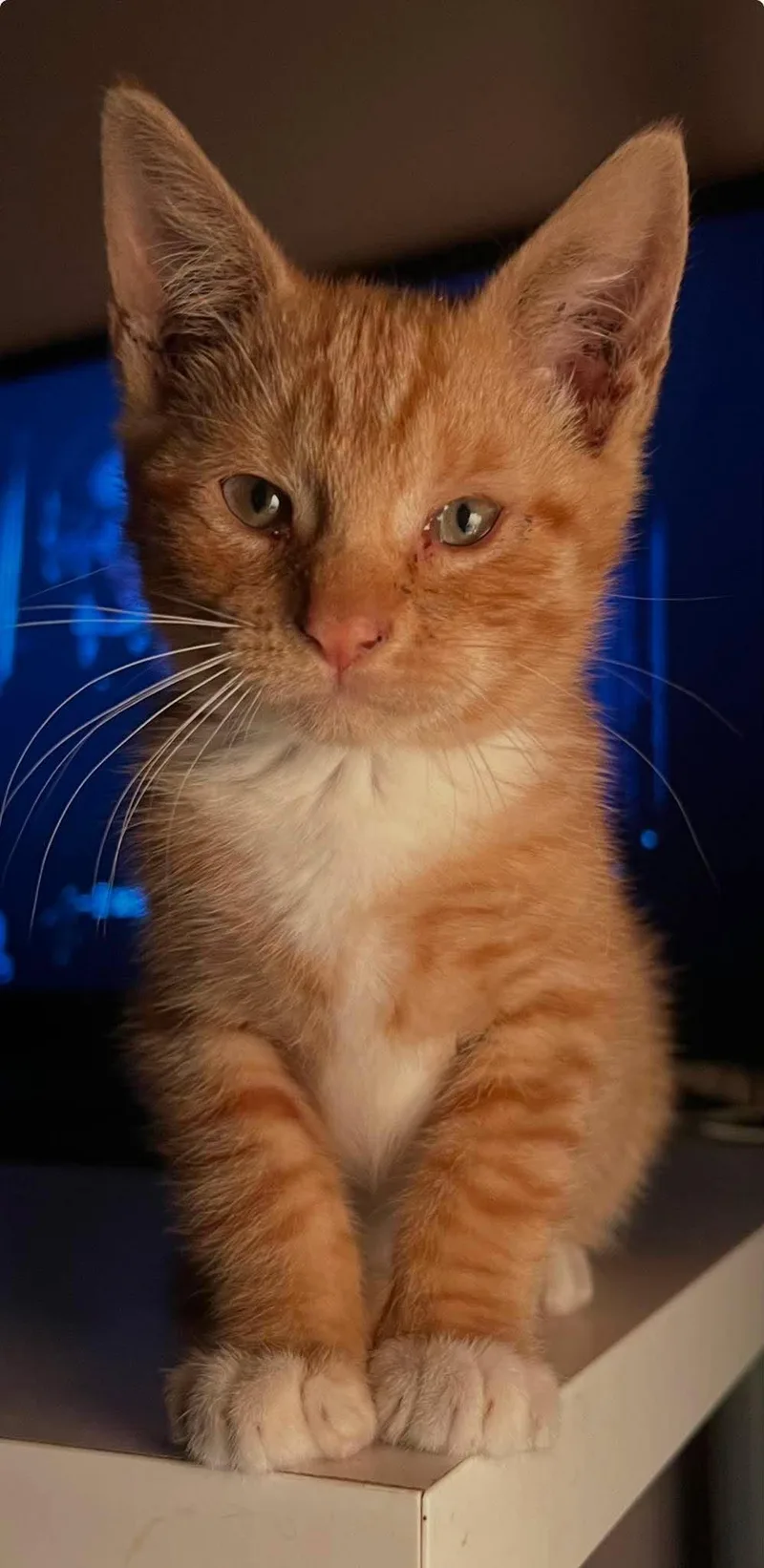 A baby medium-sized male Orange & White Domestic Short Hair cat named Aj for adoption in North Haledon, NJ