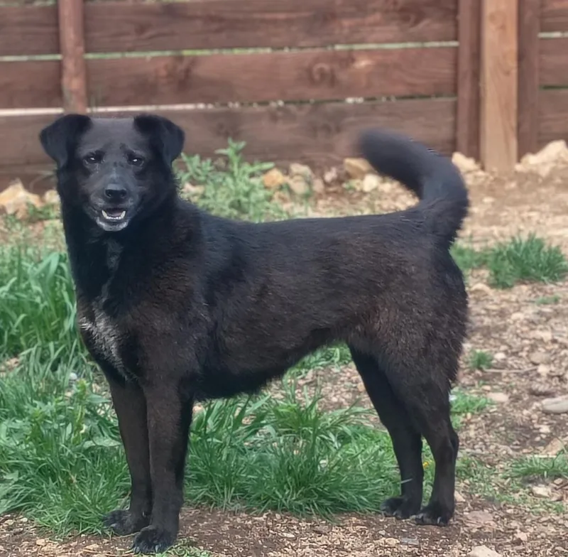 An adult medium-sized female Labrador Retriever dog named Loxley for adoption in Fort Lupton, CO