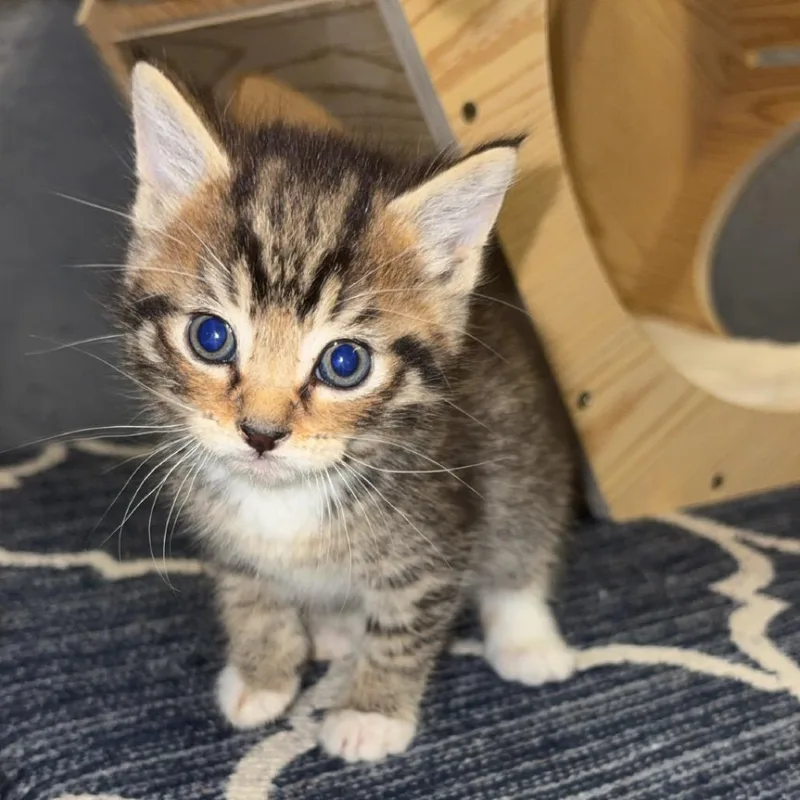 A baby small-sized male Brown / Chocolate Domestic Short Hair cat named Charlie for adoption in Greenfield, IN
