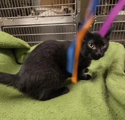A baby small-sized male Domestic Short Hair cat named Bishop for adoption in Westland, MI