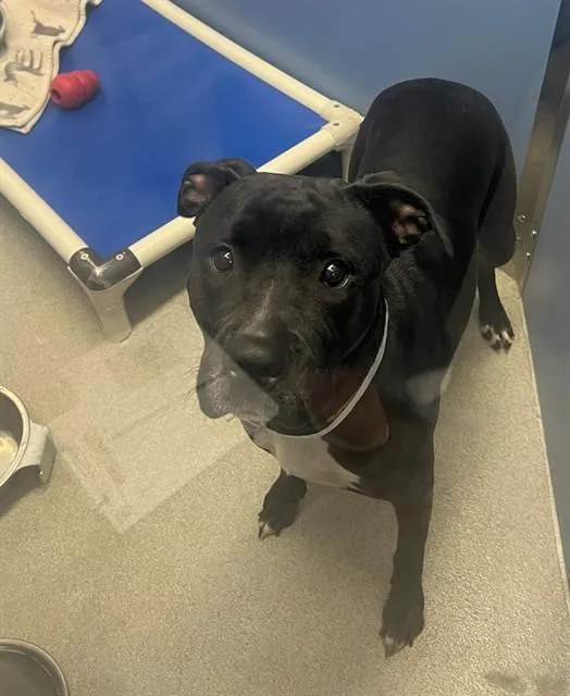 An adult large-sized female Pit Bull Terrier dog named Twista for adoption in Mesa, AZ