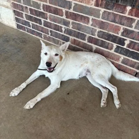 A young medium-sized female Australian Cattle Dog / Blue Heeler dog named Girl for adoption in Quitman, TX