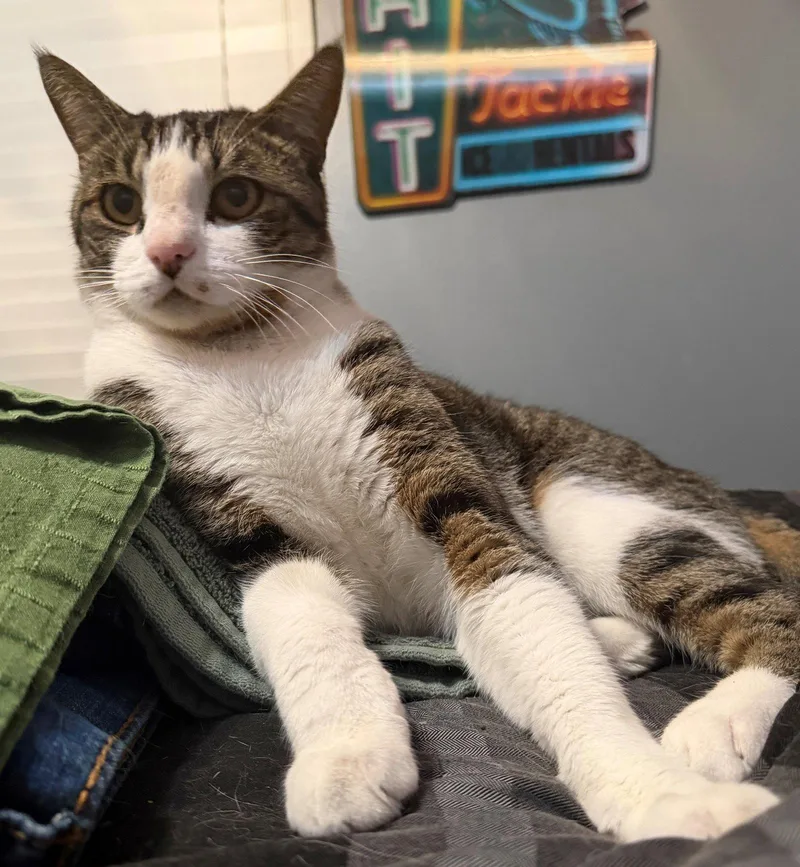 An adult medium-sized female Domestic Short Hair cat named Mister Milo for adoption in Palo Alto, CA