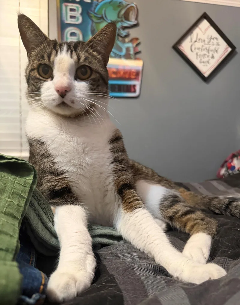 Mister Milo thumbnail 2