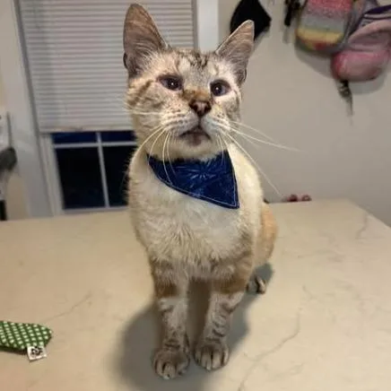 A senior large-sized male Siamese cat named Gentleman for adoption in Washington, DC
