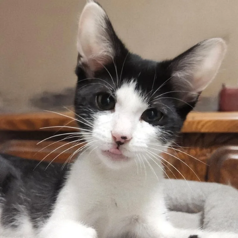 A baby small-sized female Black Domestic Short Hair cat named Lilo for adoption in Brownsboro, AL