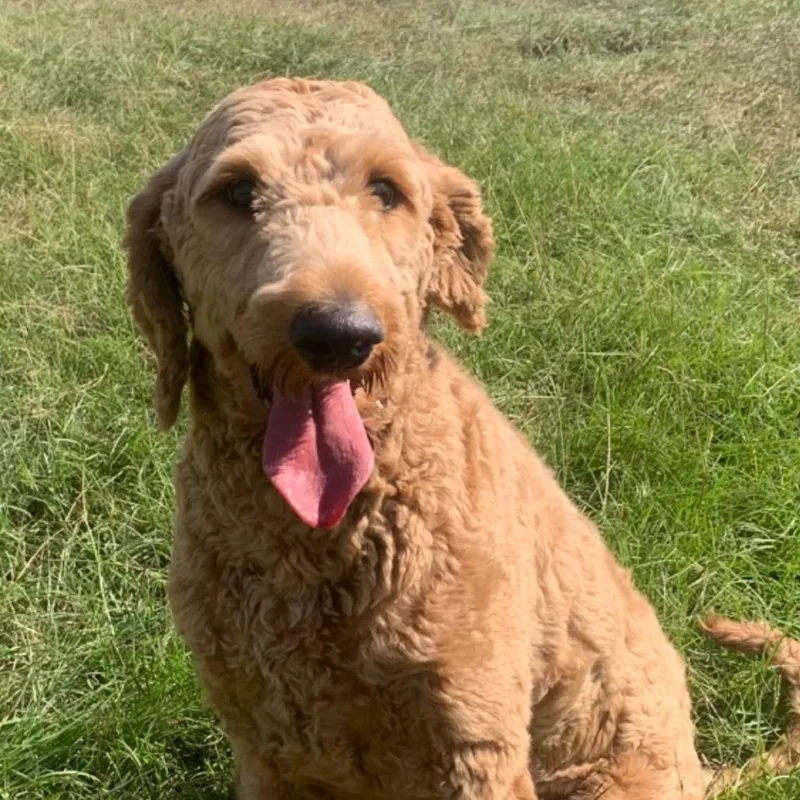An adult medium-sized male Golden Retriever dog named Milo for adoption in Hattiesburg, MS