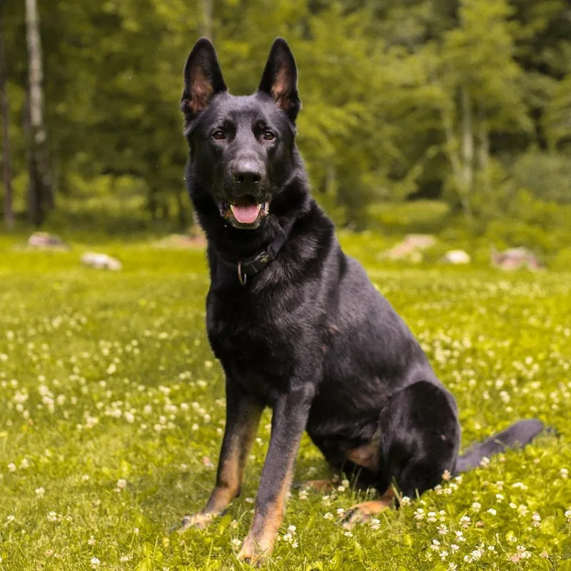 An adult large-sized male Black German Shepherd Dog dog named Martin for adoption in New Ringgold, PA