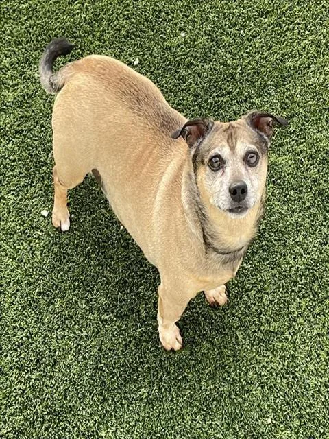 A young small-sized male Mixed Breed dog named Guillermo for adoption in Palmetto, FL