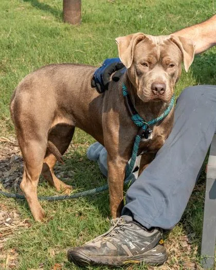 A young large-sized female Mixed Breed dog named Jamaya for adoption in Chamblee, GA