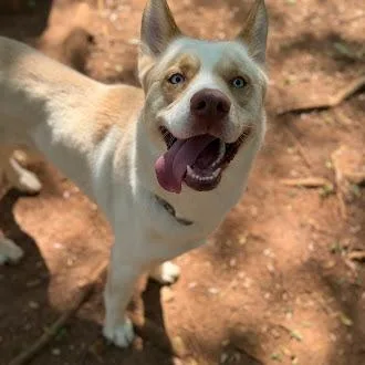 An adult medium-sized male White / Cream Siberian Husky dog named Max for adoption in Lynchburg, VA