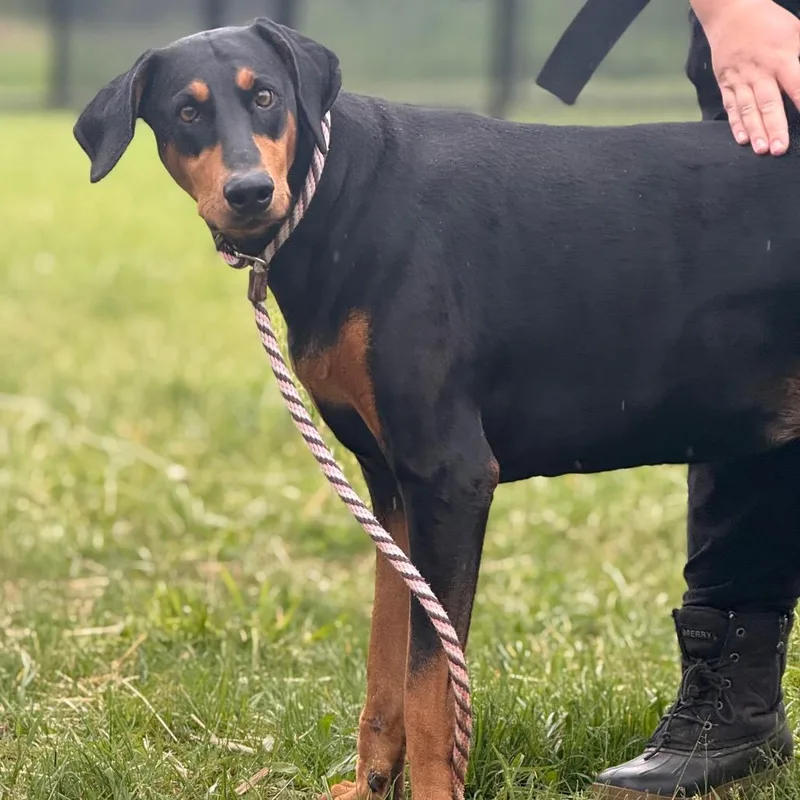 An adult large-sized female Black Doberman Pinscher dog named Lily for adoption in York, PA
