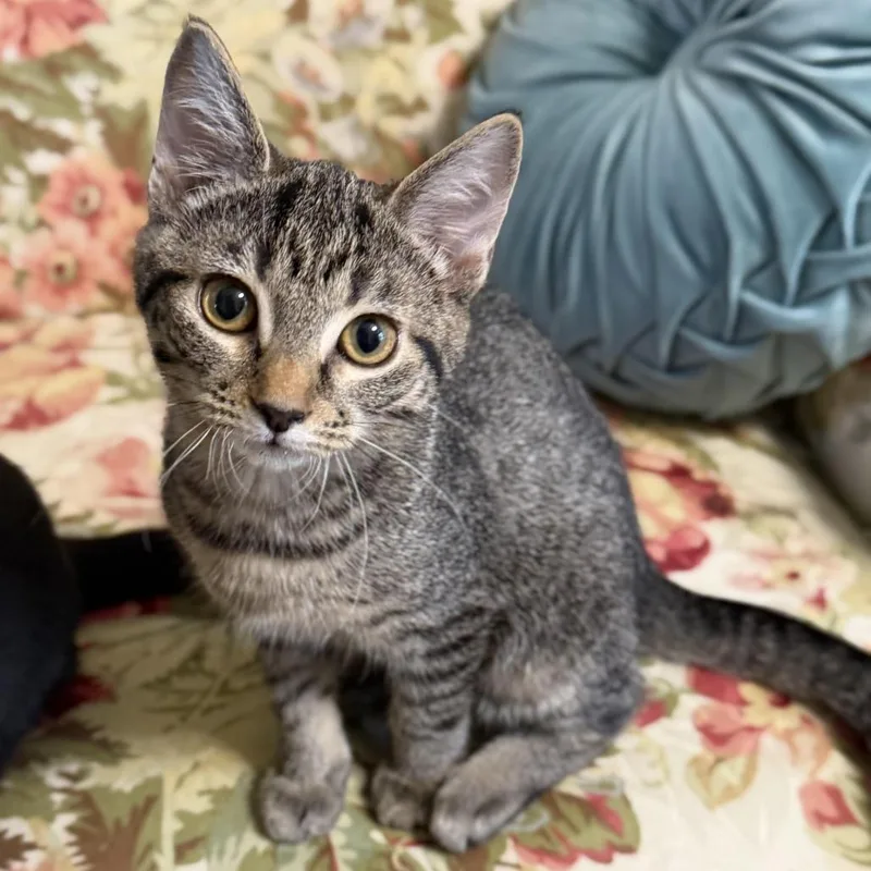 A baby small-sized female Brown / Chocolate Domestic Short Hair cat named Briar for adoption in Medina, OH
