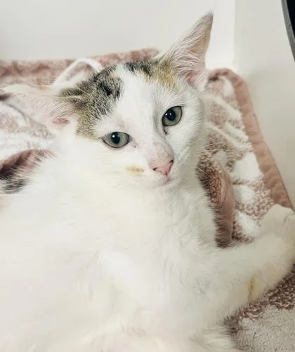 A baby medium-sized female Domestic Short Hair cat named Cera for adoption in Savannah, GA