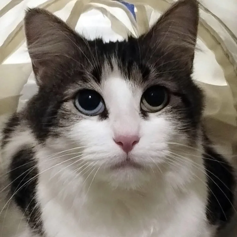 An adult large-sized female White Domestic Long Hair cat named Macy for adoption in Blaine, MN