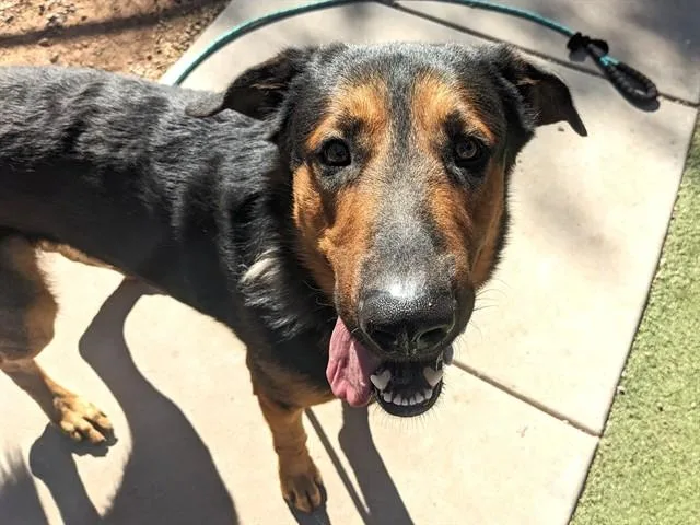 An adult large-sized male German Shepherd Dog dog named Hero for adoption in Phoenix, AZ