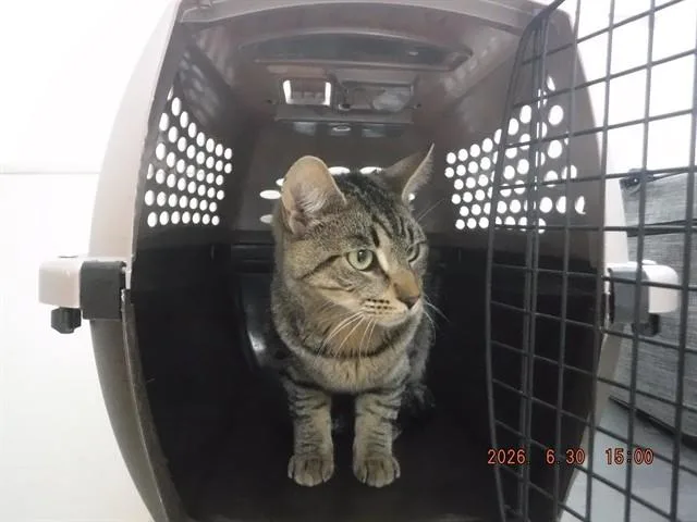 A young small-sized male Domestic Short Hair cat named Bone for adoption in Oroville, CA