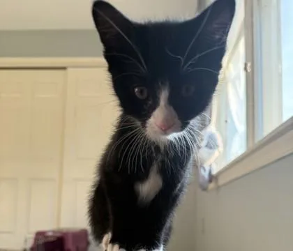 A baby small-sized female Domestic Short Hair cat named Pine for adoption in Ringoes, NJ