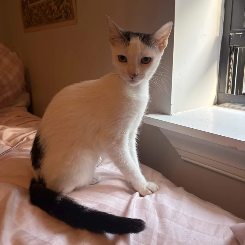 A baby small-sized female Black & White / Tuxedo Domestic Short Hair cat named Princess for adoption in Weehawken, NJ