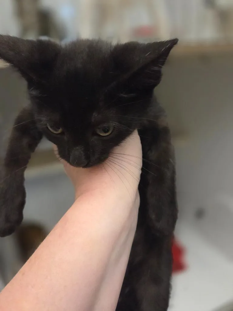 A baby small-sized male Domestic Short Hair cat named Hank for adoption in Bossier City, LA