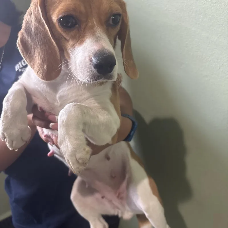 An adult small-sized female Yellow / Tan / Blond / Fawn Beagle dog named ZAU aka Grace for adoption in LOXAHATCHEE, FL