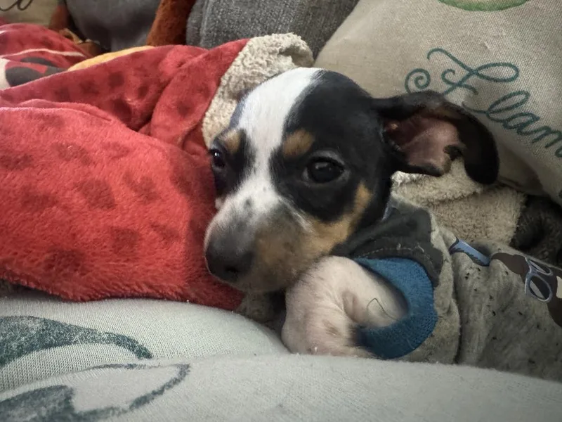 A baby small-sized male Dachshund dog named Tiny for adoption in Gillsville, GA