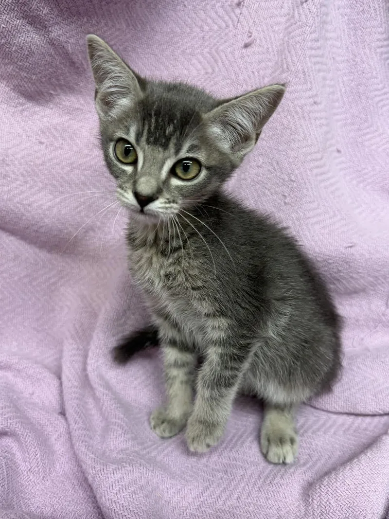 A young small-sized female Tabby (Brown / Chocolate) Domestic Short Hair cat named Bella for adoption in Oakdale, CA