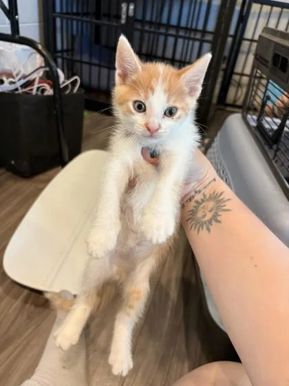 A baby small-sized male Domestic Short Hair cat named Merle for adoption in Paducah, KY