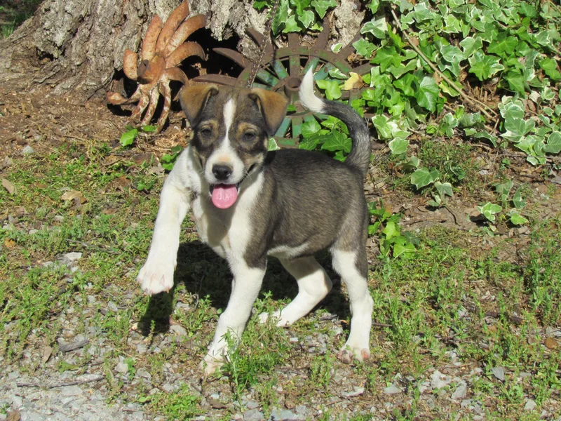 A baby medium-sized male Feist dog named Shad for adoption in Medfield, MA