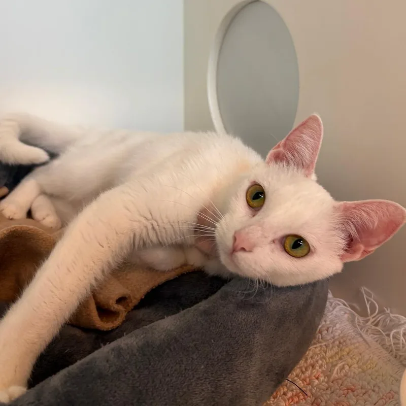 A young medium-sized female Domestic Short Hair cat named Sadie for adoption in Cumming, GA