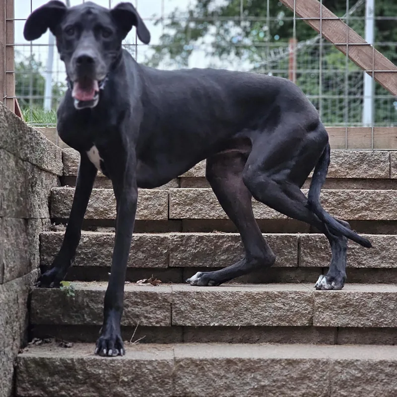 An adult extra large-sized male Black Great Dane dog named Domino Springfield for adoption in O Fallon, IL
