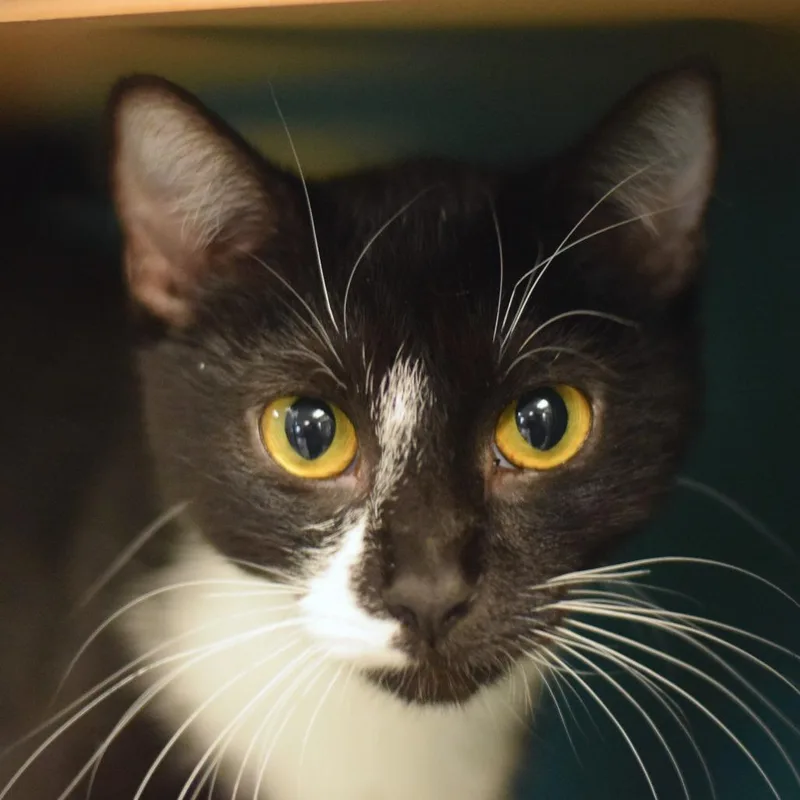 A young medium-sized female Black Domestic Short Hair cat named Donna Karen for adoption in Belleville, IL