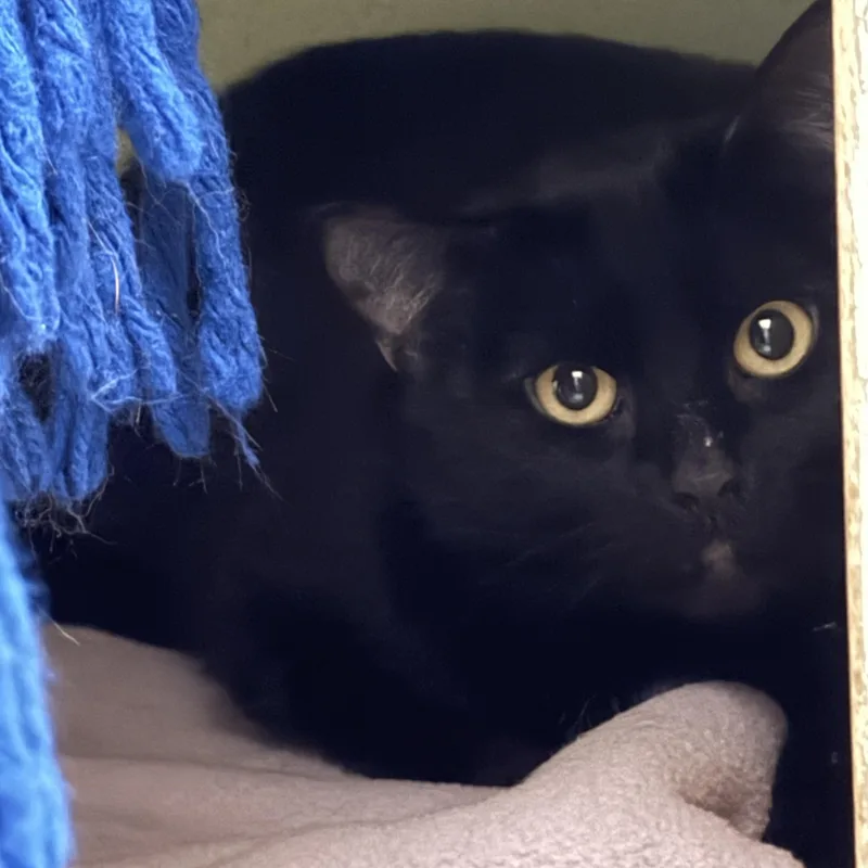 An adult medium-sized female Domestic Short Hair cat named Elsa for adoption in Brownsville, VT