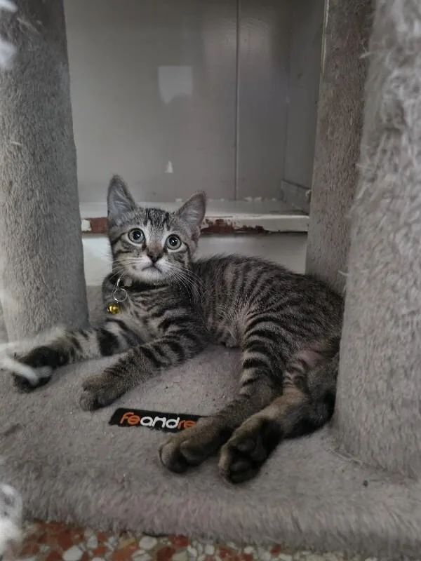 A young medium-sized male Tabby (Brown / Chocolate) Domestic Short Hair cat named Vlad for adoption in Maitland, FL