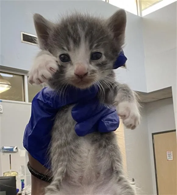 A baby medium-sized male Domestic Short Hair cat named Zorro for adoption in Dallas, TX
