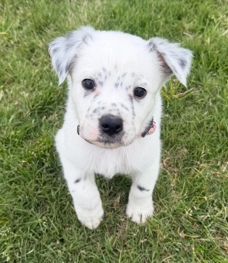 A baby medium-sized female White / Cream Border Collie dog named Luna Lovegood for adoption in Kiowa, OK