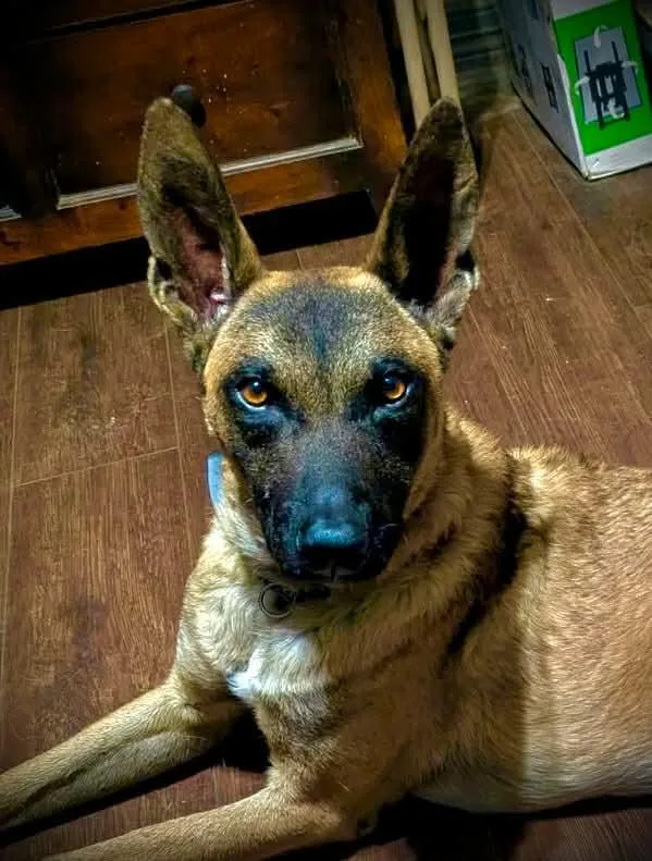A young large-sized male Belgian Shepherd / Malinois dog named Chap for adoption in Houston , TX