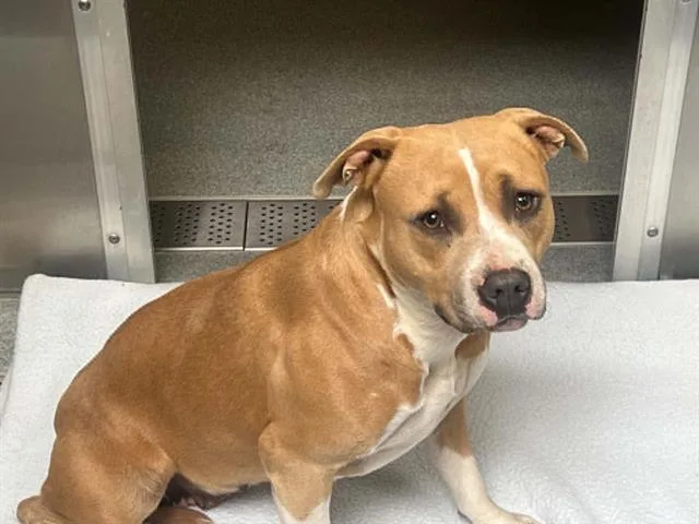 A young large-sized female Pit Bull Terrier dog named Empanada for adoption in Tustin, CA