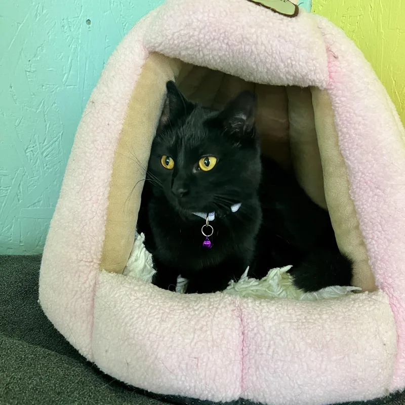 An adult medium-sized female Black Domestic Short Hair cat named Nancy for adoption in Jamestown, ND