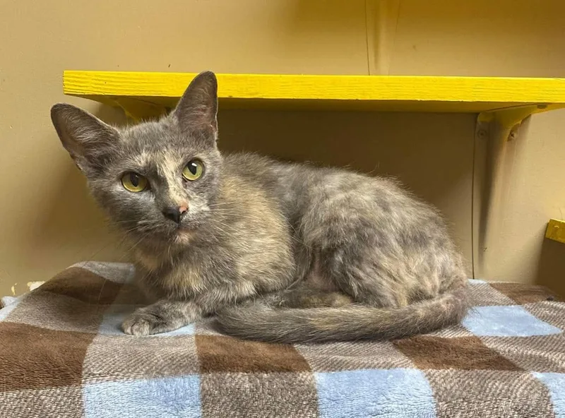 A senior medium-sized female Domestic Short Hair cat named Cindy for adoption in Maryville, MO