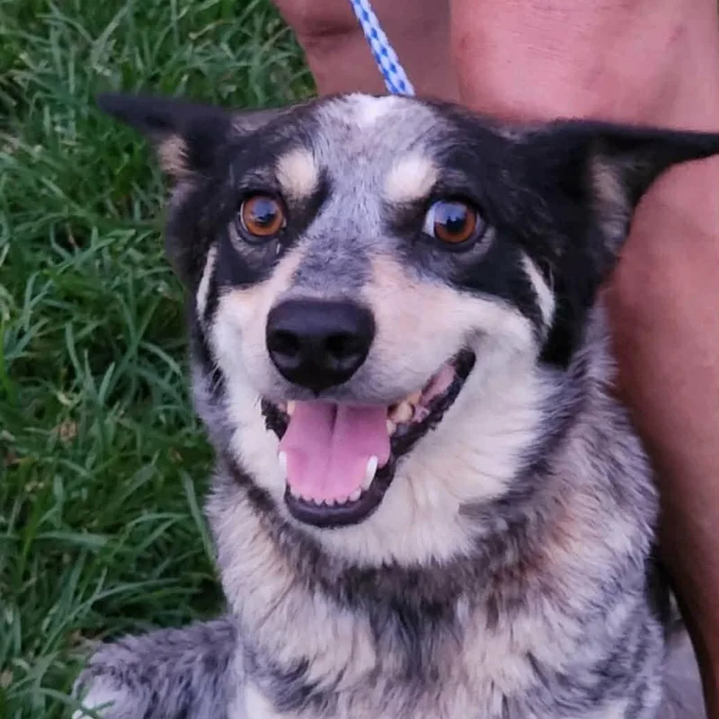 An adult medium-sized female White / Cream Australian Shepherd dog named Gizmo Momma Yoyo for adoption in Andover, MA