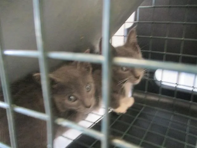 A baby small-sized male Domestic Short Hair cat named Kohda for adoption in Ocala, FL