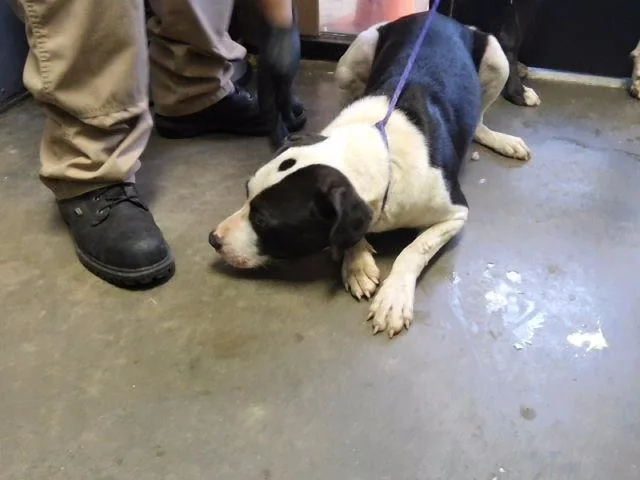 A young large-sized male Pit Bull Terrier dog named Bert for adoption in Tulsa, OK
