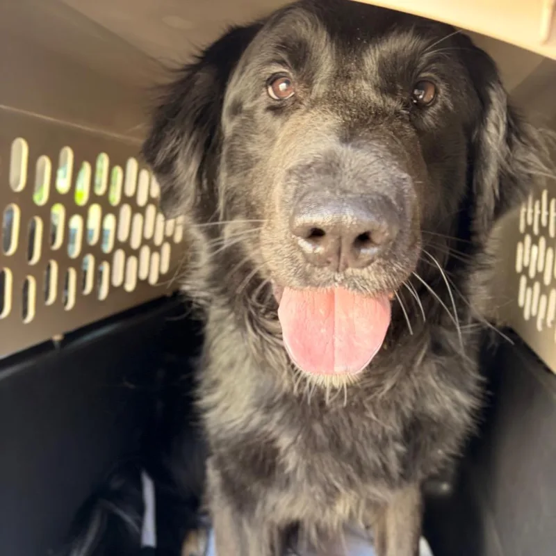An adult large-sized male Black Mixed Breed dog named Ranger for adoption in Spokane, WA