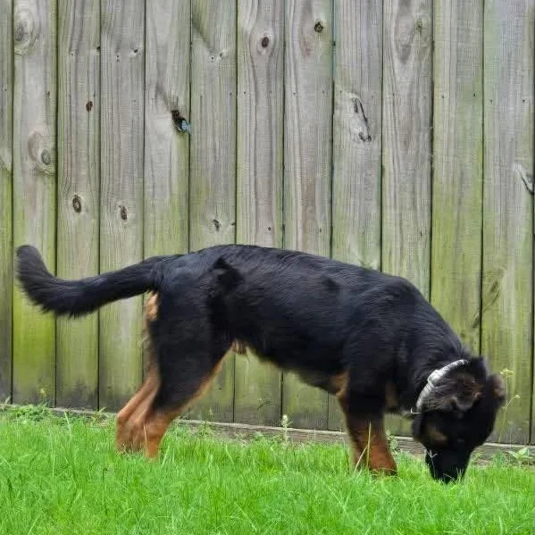 Bear thumbnail 5